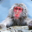 Macaque