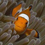 aimlessfish