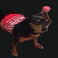 Cola Doggo