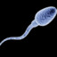 Sandsperm