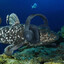 Coelacanth Gaming