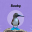 Booby