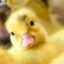 Nanoduck