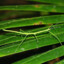 Phasmatodea