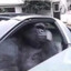 Gorilla in a coupe