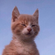 КОТИК