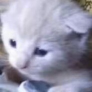 N鉨a幹o麻a艾O唷M