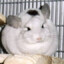 ObeseChinchilla