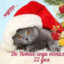 Mr_cat_Mr_cool