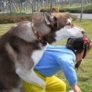 哈哈哈哈哈士奇