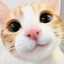 jezekc2