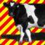 irate_cow