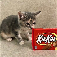 KiT KaT avatar