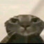 Gato Viado