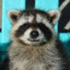 MeLikeyRaccoons