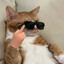 straycat