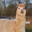 ALPACA JUAN