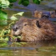 winter is coming so hold th door