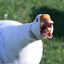 .Goose.