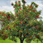 Apple Tree