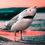 Steam avatar