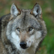 西伯利亚大尾巴狼