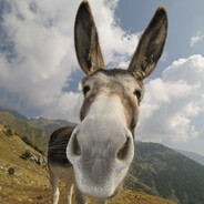 Donkey's Egg