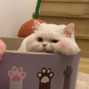 你凭什么念念不忘