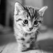 半生金戈半生花