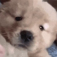 LucyPuppy