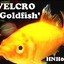 Velcro Goldfish