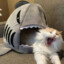 cat_and shark