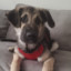 Sirius_puppers