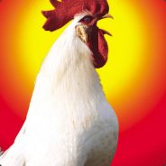 ♥ cock - steam id 76561197971066767