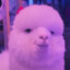 The_luccylama