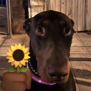 它朝若是同淋雪