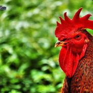 Groszek to rozpuszczone dziecko