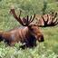 Great Canadian Moose