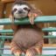 Sunbro Sloth