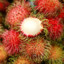 Rambutan