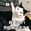 贪吃小馋猫