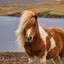 PONY