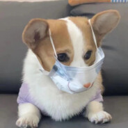 安师第一罗纳尔多