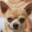 Pipin