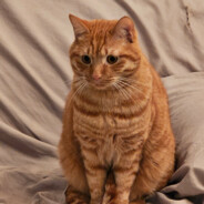 哈基米南北绿豆