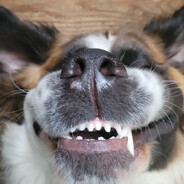 Ben - steam id 76561199136036385