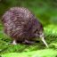 Gros Kiwi