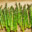 Asparagus