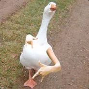 Gangsta&#039; Goose