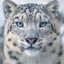 Leopardo_